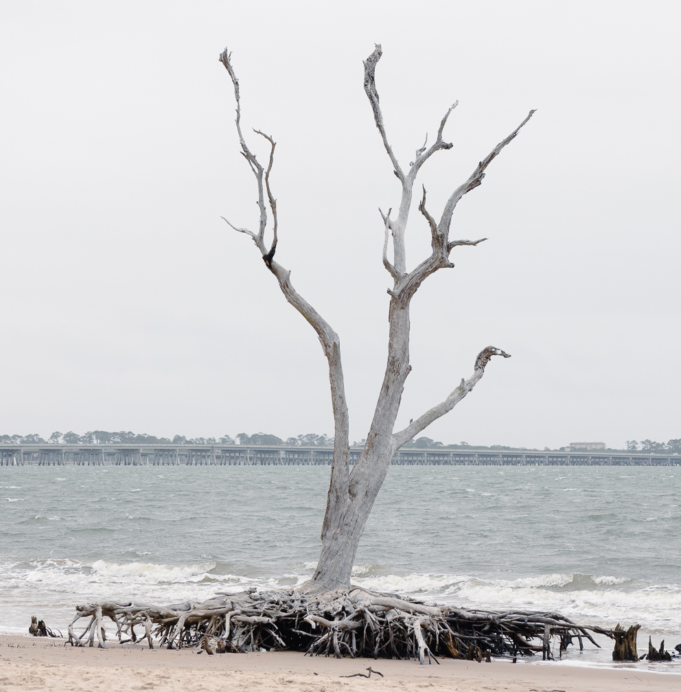 A leafless, weathered tree with exposed roots stands on a sandy beach against a backdrop of a gray, windy sea and an overcast sky, conveying a sense of isolation.